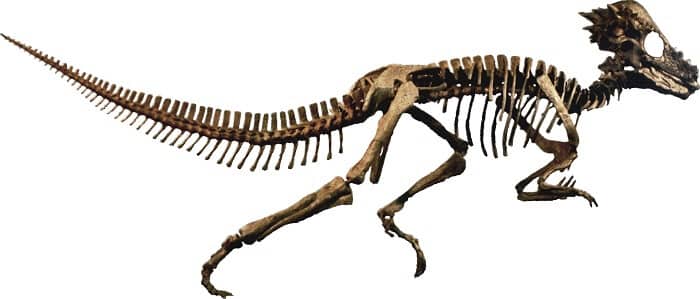 Resultado de imagen de Pachycephalosaurus